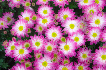 Close-up of blossoming chrysanthemums with pink white color.