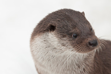 Eurasischer Fischotter (Lutra lutra)