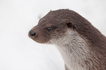 Eurasischer Fischotter (Lutra lutra)