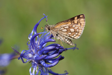 Gelbwürfeliger Dickkopffalter (Carterocephalus palaemon)