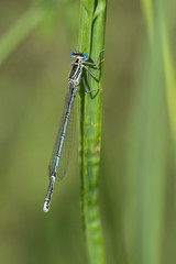 Gemeine Federlibelle (Platycnemis pennipes)