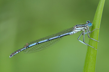 Blaue Federlibelle (Platycnemis pennipes)