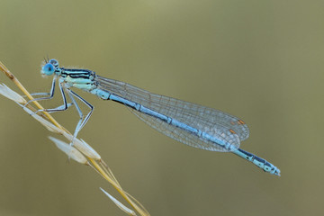 Blaue Federlibelle (Platycnemis pennipes) © Rita Priemer