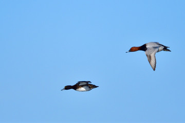 Reiherente und Tafelente im Flug