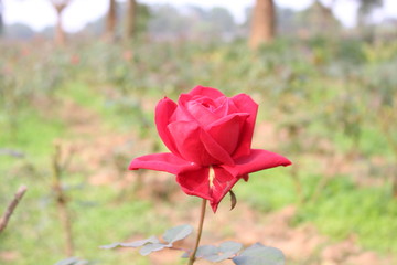 rose in the garden