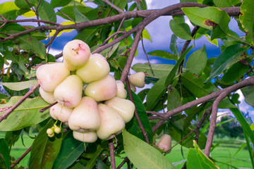 a bunch of watery rose apple or wax apple hanging on the branch,  is a species of brush cherry tree. native plant in sumatra island, java island, malay peninsula