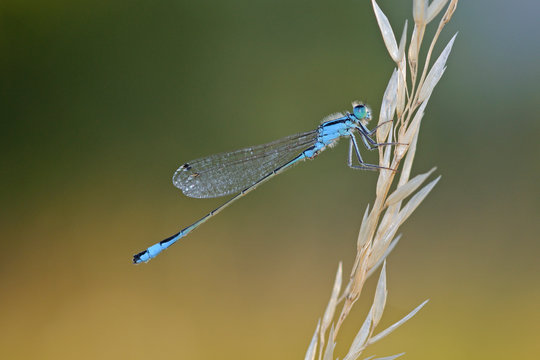 Gro&szlig;e Pechlibelle (Ischnura elegans)