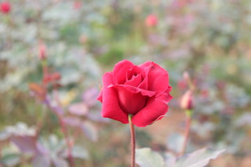 red rose in the garden