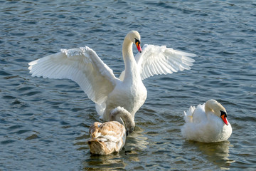 swan, bird, water, lake, white, nature, animal, swans, beautiful, river, wildlife, birds, beauty, love, animals, swim, graceful, pond, reflection, swimming, wild, blue, feathers, elegance, mute