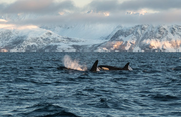 2 orcas/ killer whales swimming in northern norway
