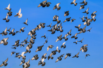 A flock of pigeons flying against the sky.