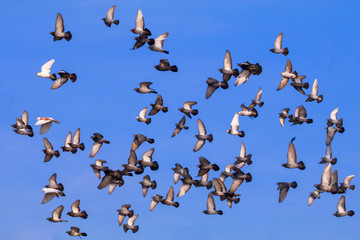 A flock of pigeons flying against the sky.