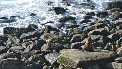 seal in the shore