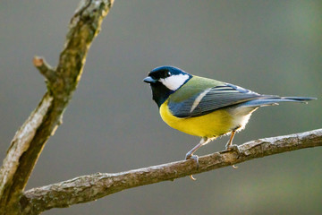 Tit sitting on a branch.