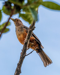 Passarinho em Brasília.