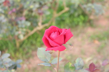 rose in the garden