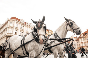 Naklejka na ściany i meble Carts with horses in the square of the old town of Prague