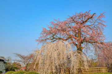 京都　円山公園の枝垂れ桜