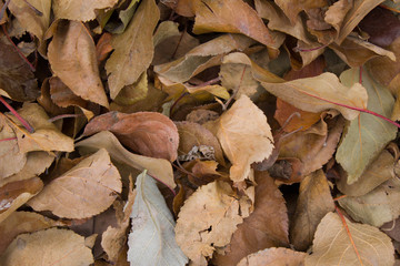 autumn leaves on ground