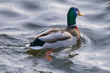 Close-up drake floats on water.