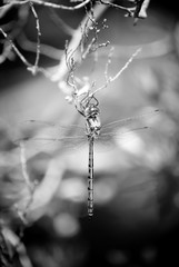 black and white photo of a dragonfly resting on a tree branch