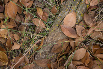 autumn leaves on the ground