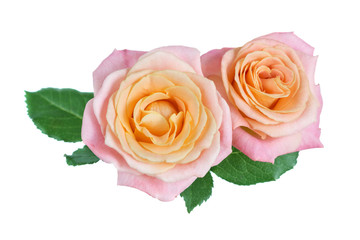 Two yellow-pink rose flowers