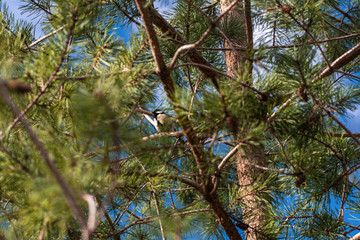 A common nightingale bird in a fir tree evergreen
