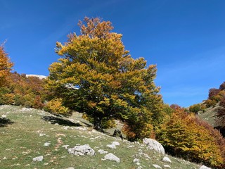 Autunno 
