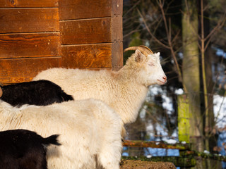 Obraz premium Goat male portrait in winter sunny day in herd of goats
