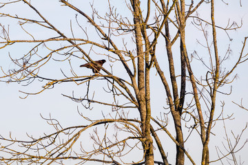 A kite is watching a victim from a tree.