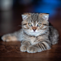 Portrait of a cat. Kitten. Pet