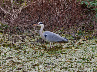 Gray Heron, Ardea cinere, among the undergrowth, in the Carraixet Canyon, Alboraya, Spain