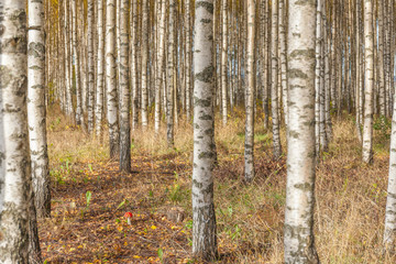 Birch trees with fresh green leaves in autumn. Sweden, selective focus