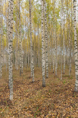 Birch trees with fresh green leaves in autumn. Sweden, selective focus
