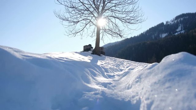 pov shot on the snow vertical panning with tree silhouette backlight through branches