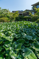 Ancient Japanese Buildings with Lotus Leaves in foreground in Japanese Garden in Shitennoji Temple in Osaka, Japan