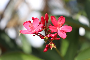 flowers