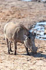 Fototapeta premium Closeup of a Common Warthog - Phacochoerus africanus- near a waterhole in Etosha. Etosha National Park, Namibia.