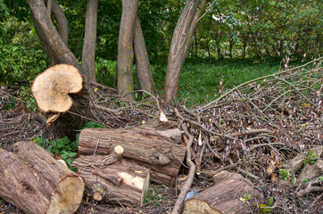 sawn trees fallen from the wind