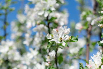 blooming flowers on tree branches close up