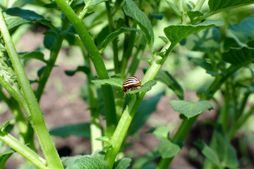 Colorado beetles eat potato crop in the garden