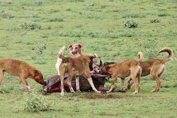 Naklejka na ściany i meble Wild maasai dogs hunt gnu in savannah, serengeti, Tanzania, Africa
