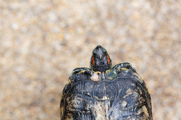 Red Eared Terrapin - Trachemys scripta elegans. Red eared slider turtle in the summer sunlight