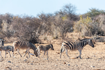 Telephoto shot of a group of Burchell's Plains zebras -Equus quagga burchelli- standing on the plains of Etosha National Park, Namibia.