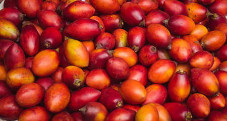 Baumtomate