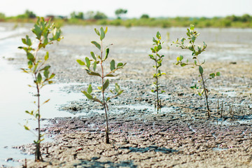 mangrove forest. mangrove is a small tree that grows in coastal saline or brackish water