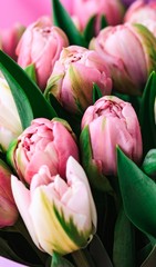 Fresh rosy tulips closeup