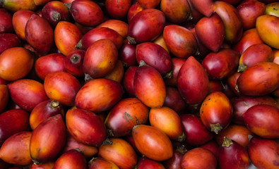 Baumtomate