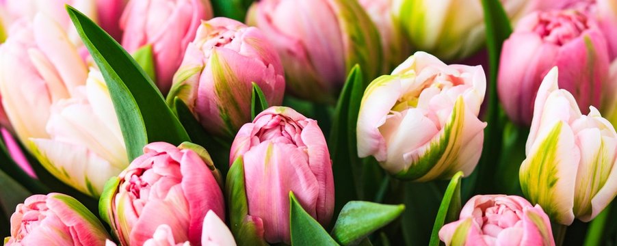 Fresh rosy tulips closeup